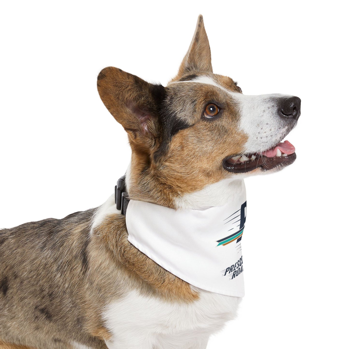 Roadrunners - Pet Bandana Collar