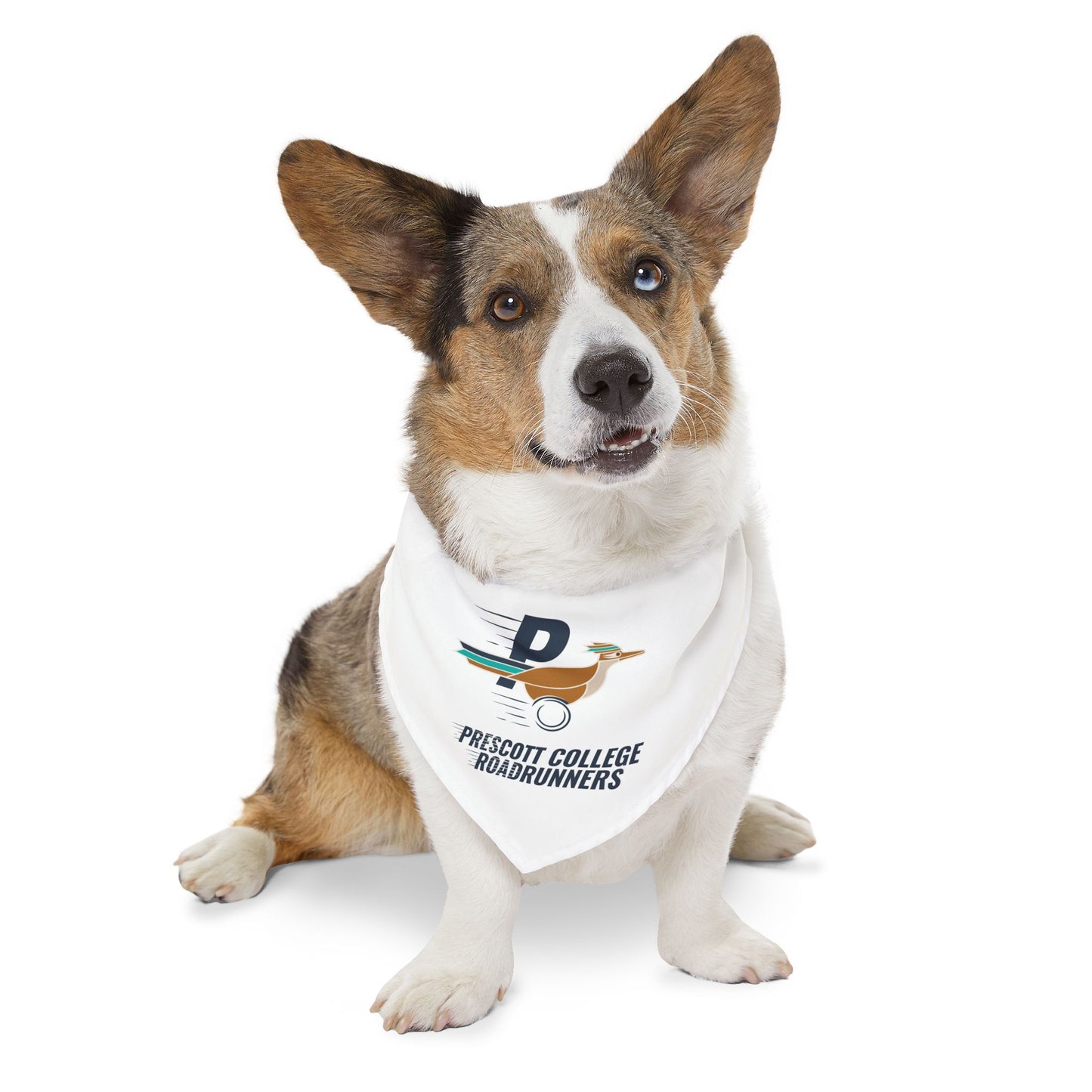 Roadrunners - Pet Bandana Collar